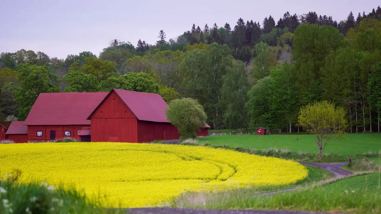 Swedish Particle Verbs Explained In Simple Contexts